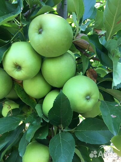Опт Яблок Голден