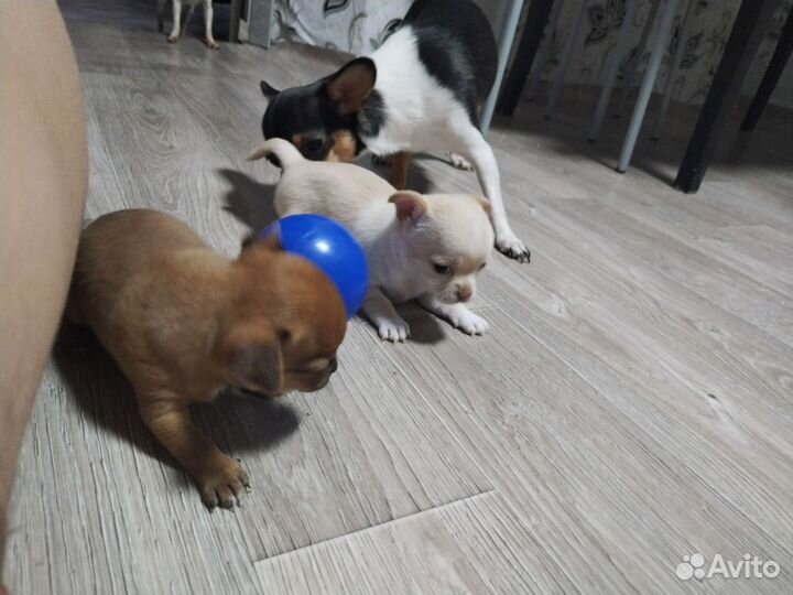 Щенки чихуахуа мини