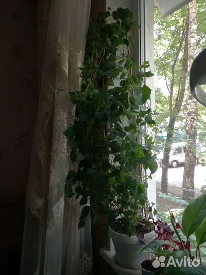 Березка, циссус, комнатный цветок