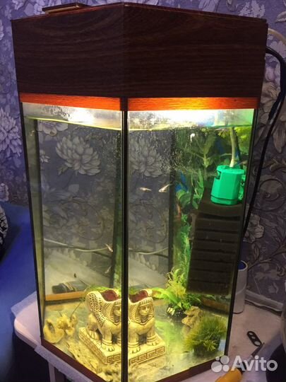 Аквариум