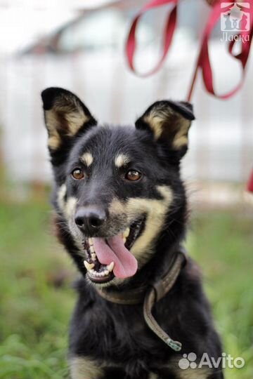 Гагарин в поисках дома