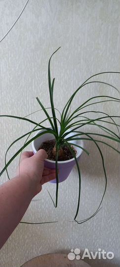 Бокарнея нолина