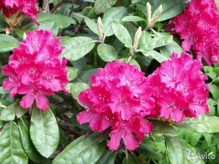 Рододендрон морозостойкие