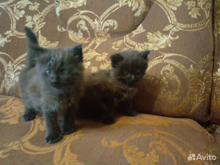 Котята мейн-кун