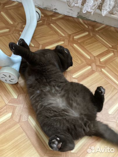Случка кота