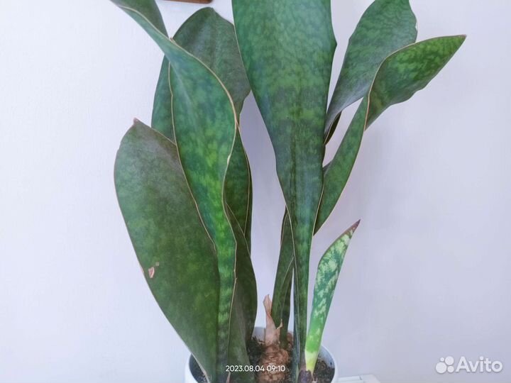 Сансивиерия Масониана Металлика и др