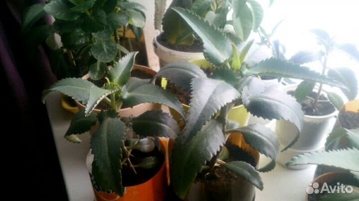 Каланхоэ лечебный