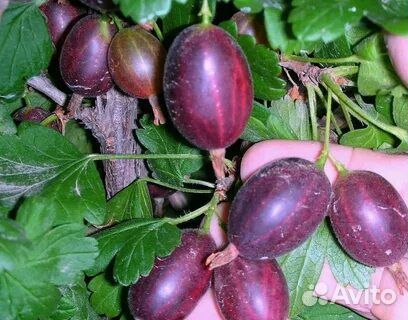 Саженцы вишня,смородина,крыжовник,и т.д