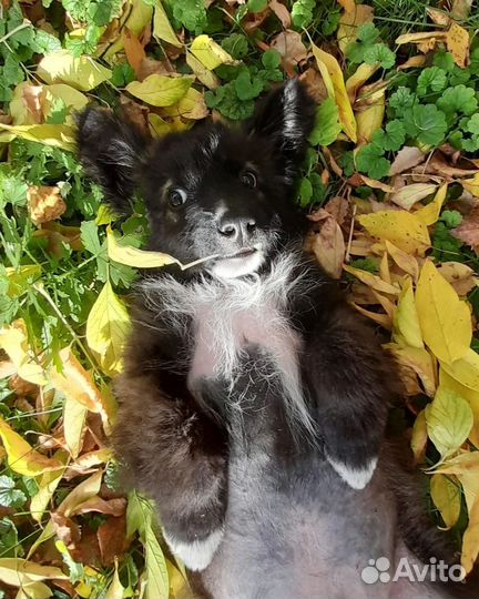 Собака в добрые руки щенок