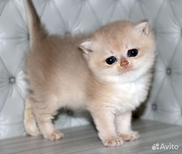 Девочка голубое золото Kleopatra Apple Wood