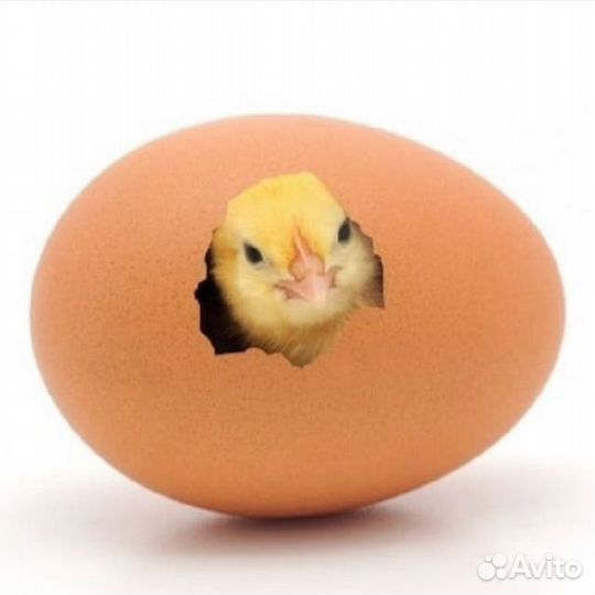 Индюшата Биг 6