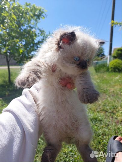 Невская маскарадная