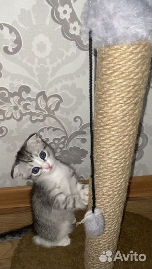 Шотландский вислоухий котёнок