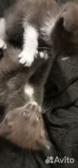 Котики в добрые руки