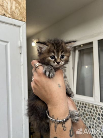 Котята в добрые руки даром