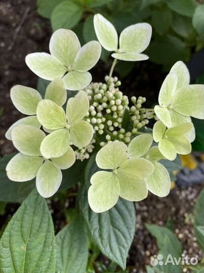 Декоративные растения оптом, гортензия