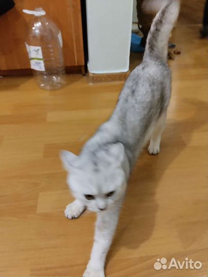 Шотландский кот на вязку