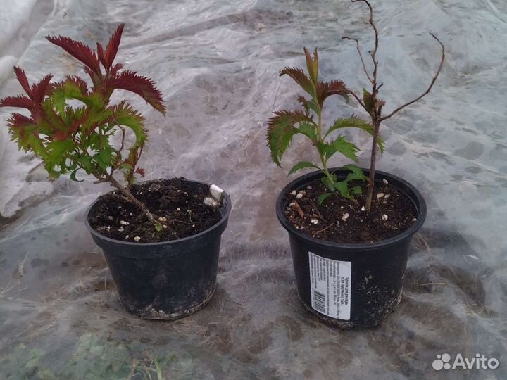 Декоративные растения для сада