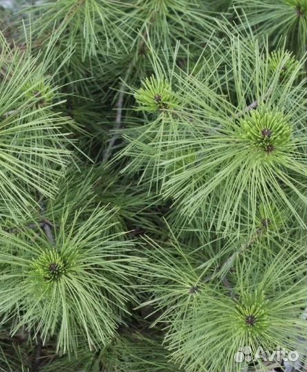 Семена сосна густая денсата
