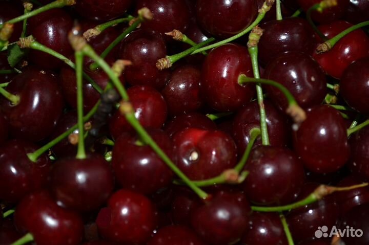 Саженцы вишни и черешни