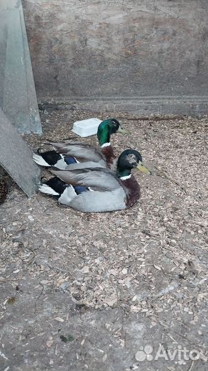 Селезень Кряквы