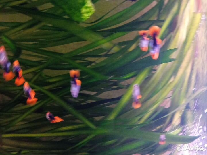 Московская кои Туксидо чистая линия