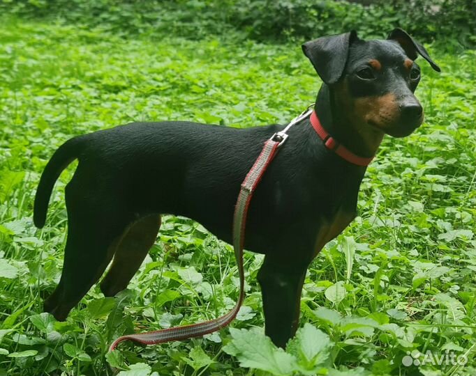 Цвергпинчер