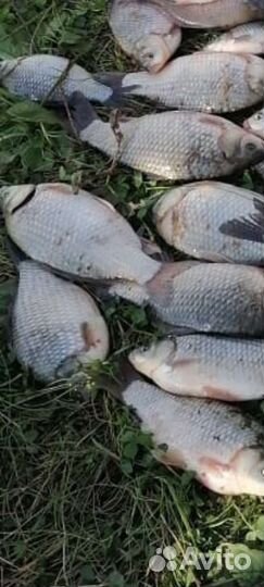 Карась свежий