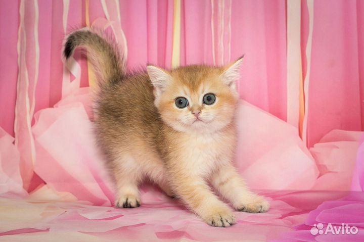 Британские котята золотая шиншилла Ny 11