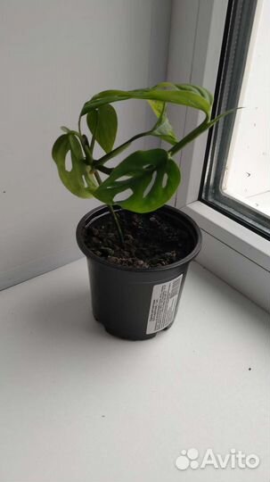 Монстера манки маск