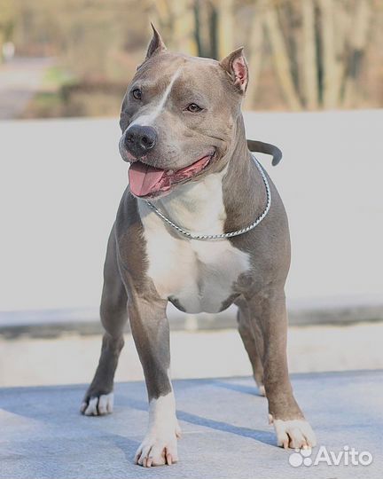 Вязка Стаффордширский терьер