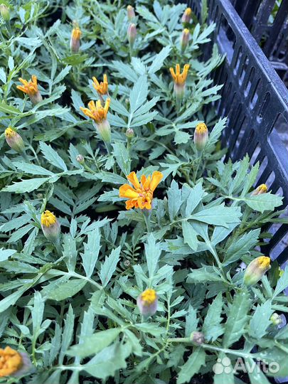 Бархатцы рассада опт