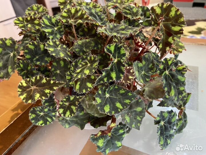 Бегония тигровая