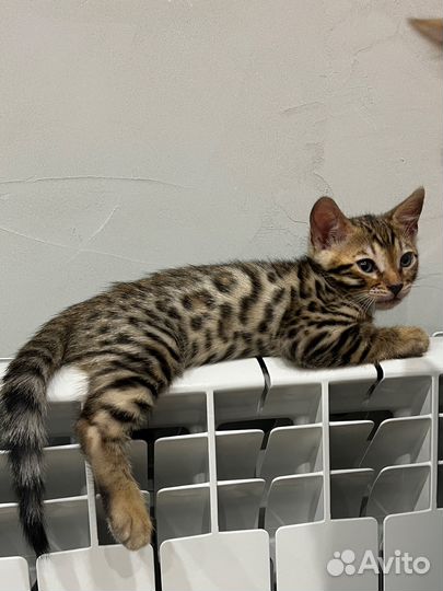 Бенгальская