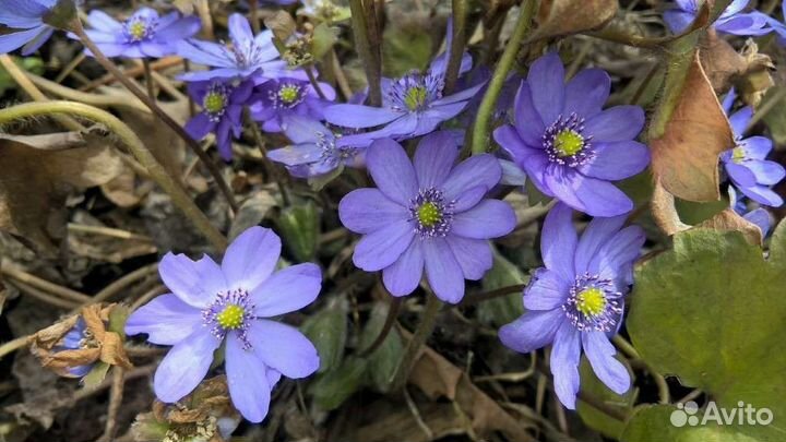 Многолетние цветы