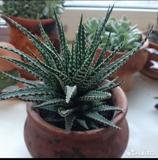 Суккуленты, хавортия детки