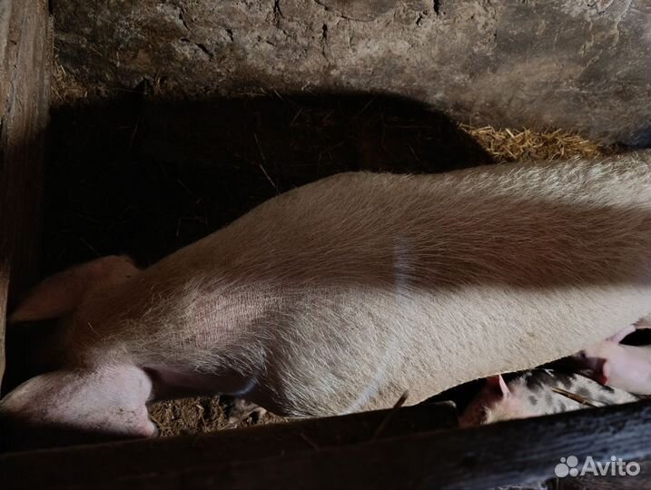 Продам поросят