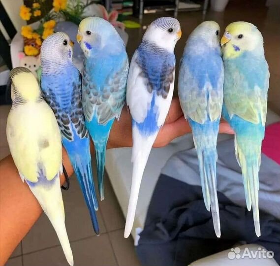 Волнистые попугаи