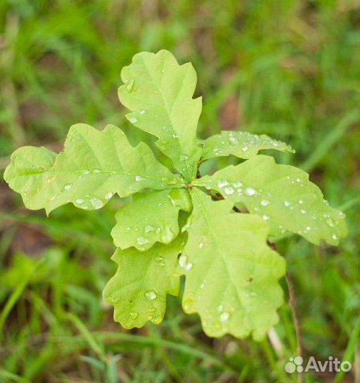 Саженцы дуба