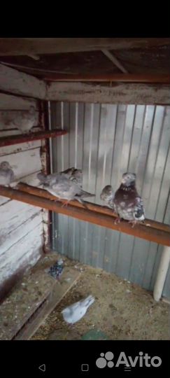 Голуби хорошие