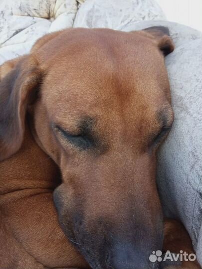 Передержка животных