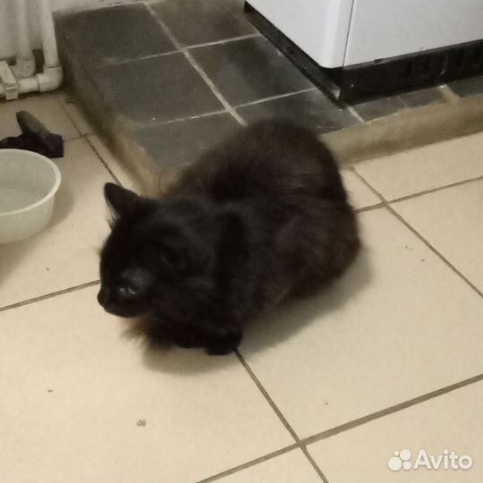 Приблудилась кошка