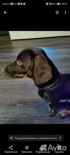 Собака в добрые руки