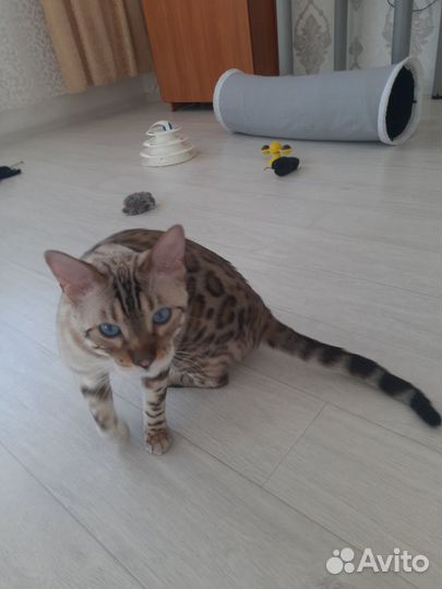 Кот Бенгальской породы