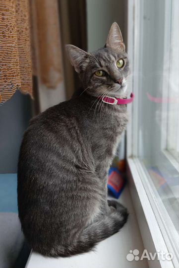 Котик в добрые руки