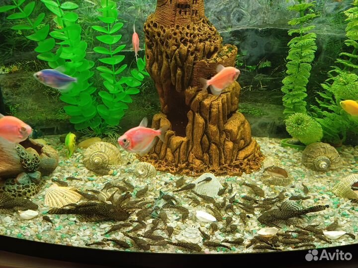 Аквариумные рыбки сомики