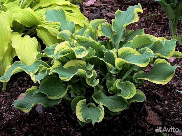 Хоста Виии (Уиии)