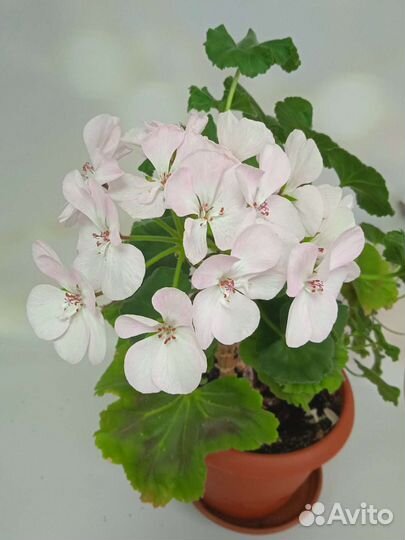 Пеларгония герань Appleblossom