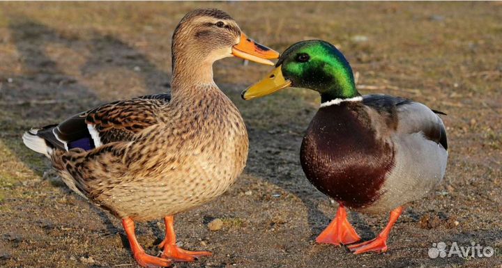 Дикие утки