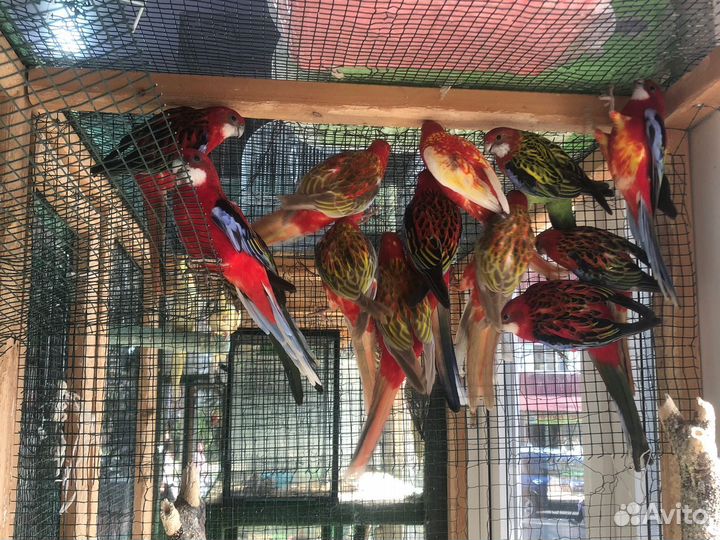 Попугай розелла